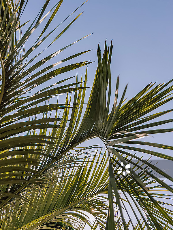 仰视视角下的棕榈树图片素材