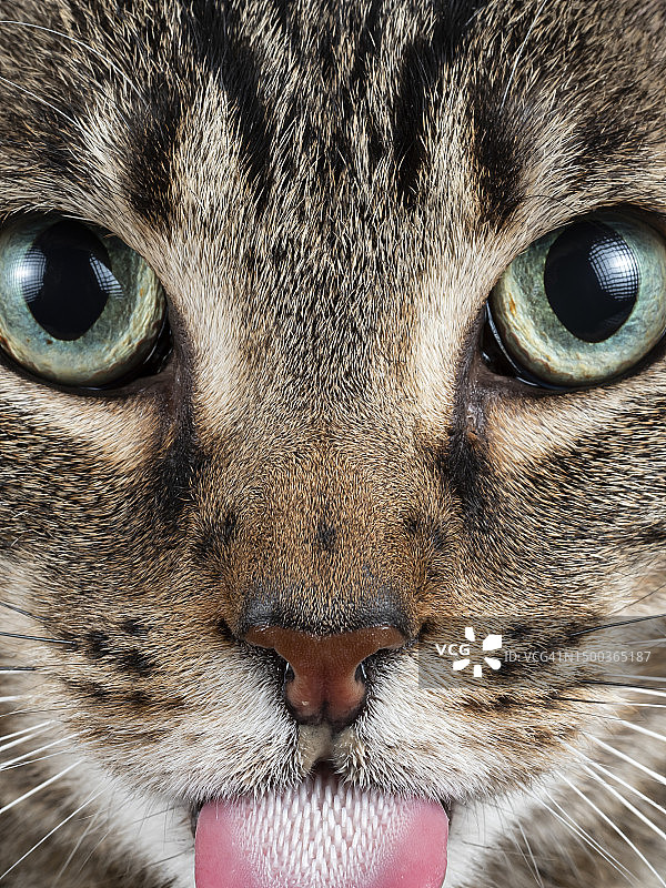 猫咪特写肖像，西班牙马德里图片素材