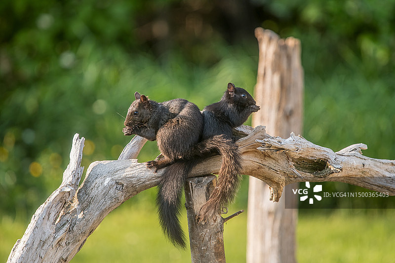 加拿大安大略省阿尔戈马区树干上的松鼠特写图片素材