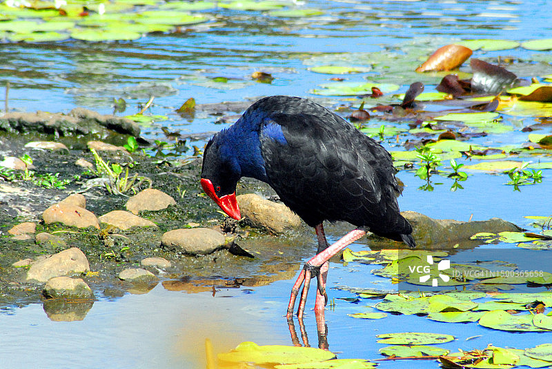 栖息在湖上的黑水鸡特写，南非图片素材