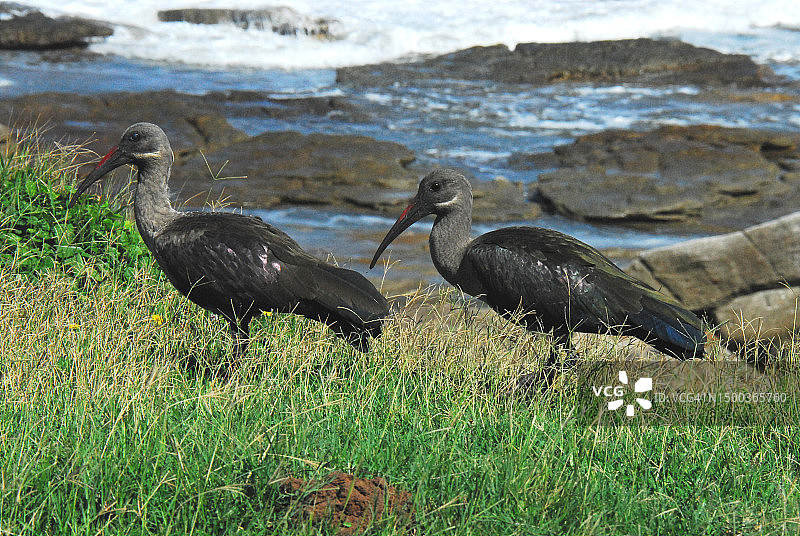 栖息在草地上的鸟类特写，南非图片素材