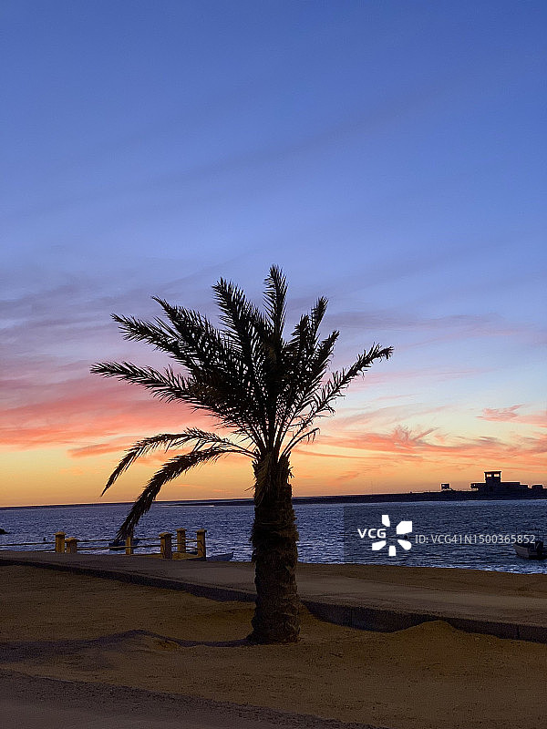 日落时分沙特阿拉伯海滩上的棕榈树轮廓图片素材