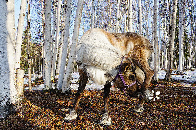 马站在田野上的侧视图，美国阿拉斯加州费尔班克斯图片素材