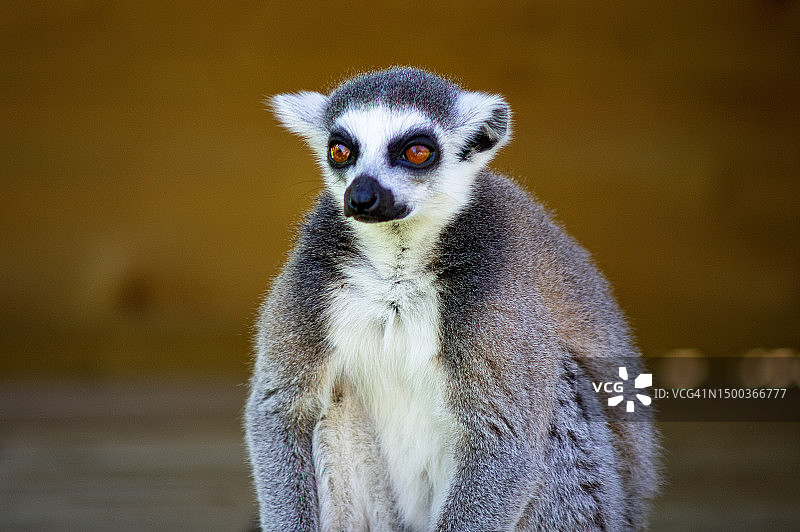 戒指特写肖像，英国图片素材