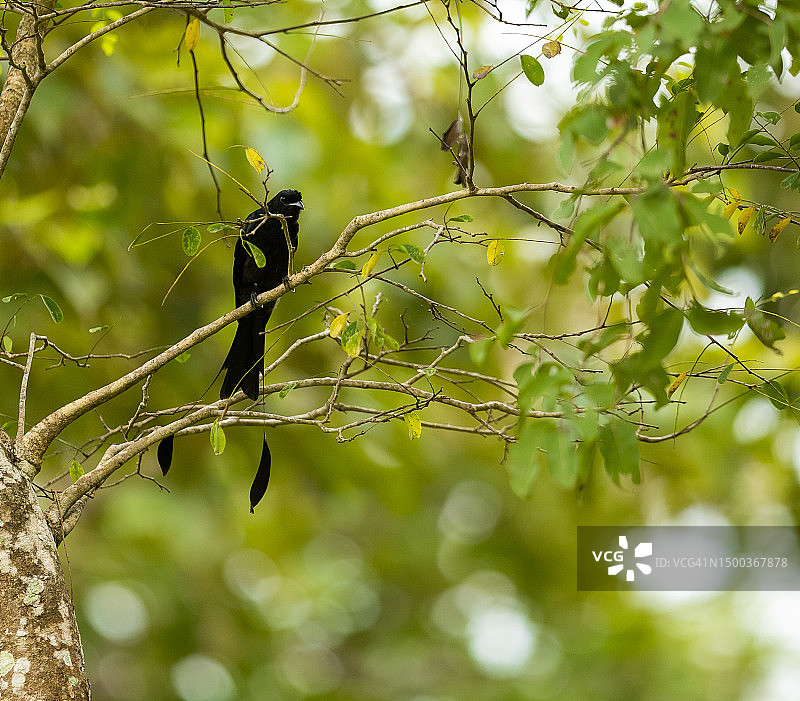 印度热带鸟类栖息树枝仰视角度图片素材