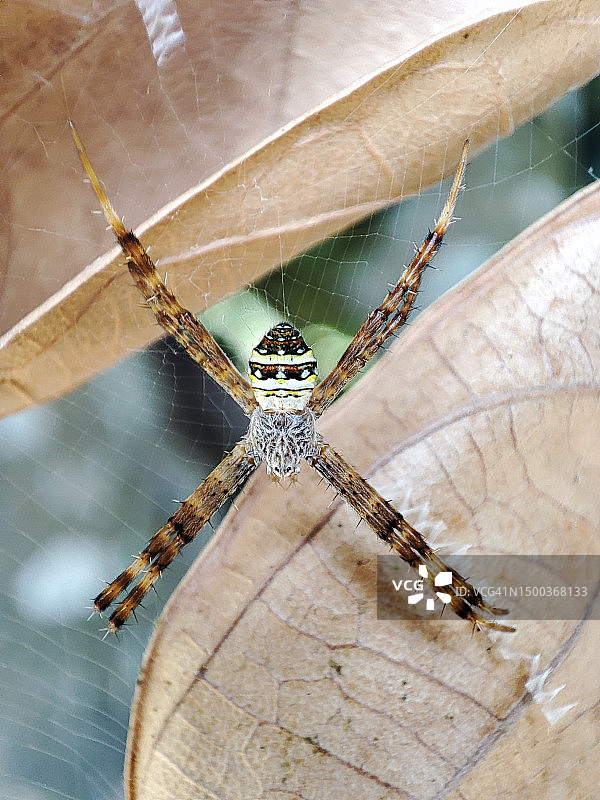 蜘蛛在网上特写，尼泊尔图片素材