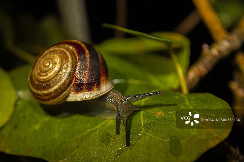 蜗牛在意大利树叶上的特写图片素材