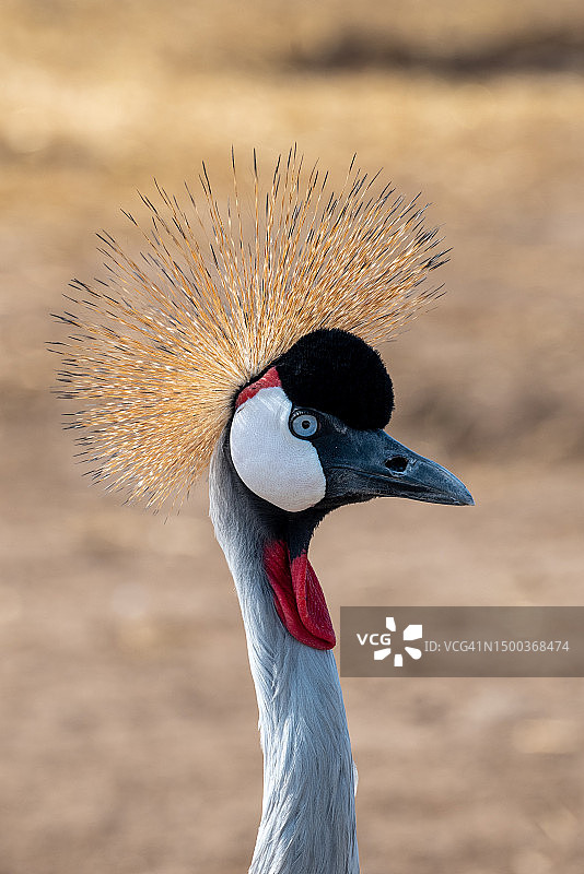 以色列原野上带羽毛的孔雀特写图片素材