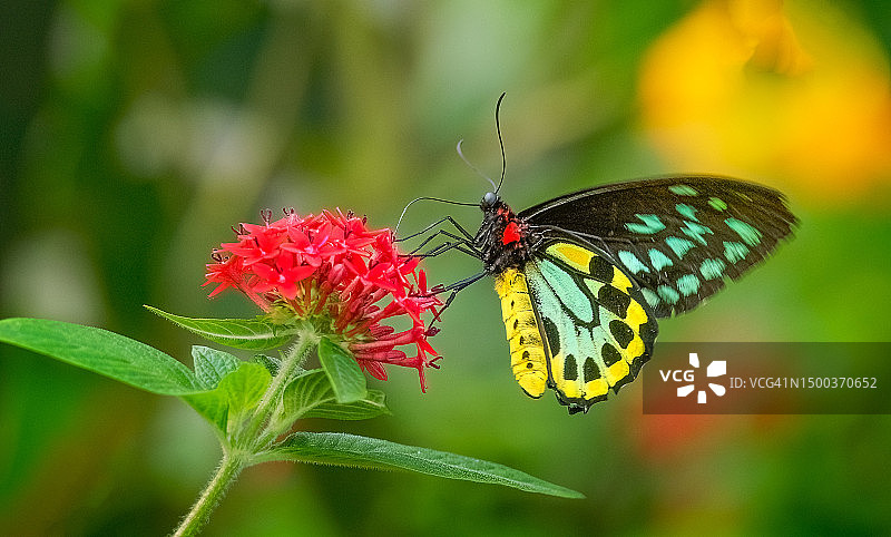 蝴蝶在花上授粉的特写图片素材