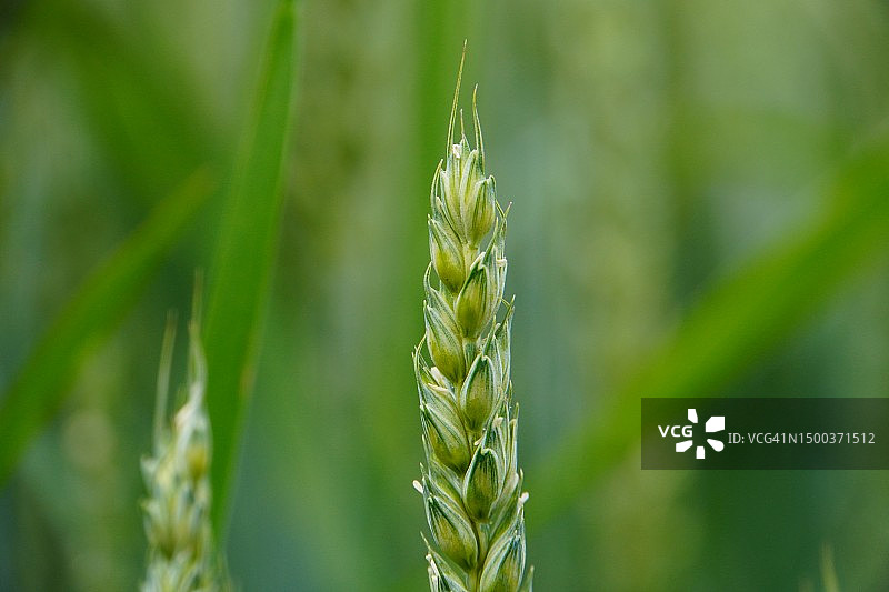 波兰田野里生长的湿小麦特写图片素材