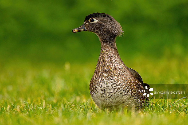 加拿大蒙特利尔，草地上的绿头鸭特写图片素材