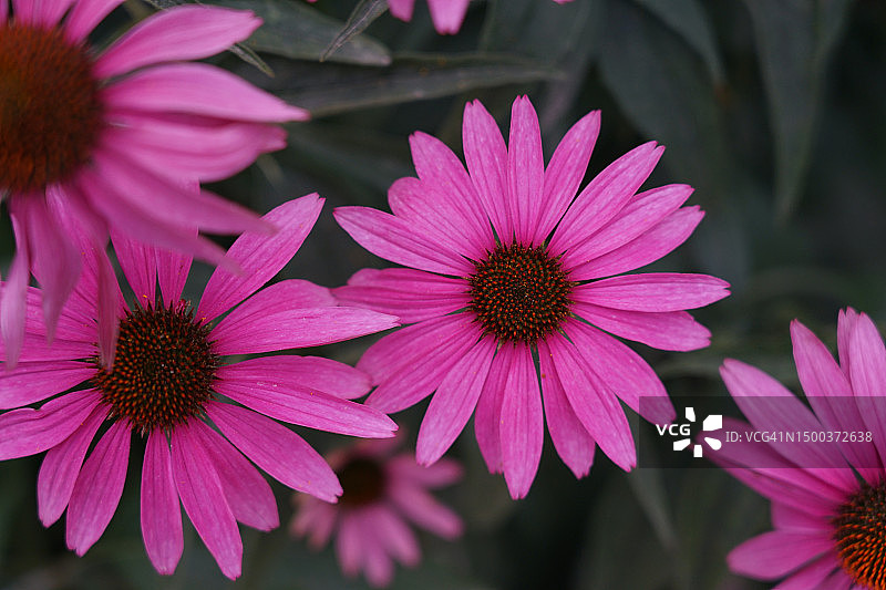 美国的粉色花朵特写图片素材