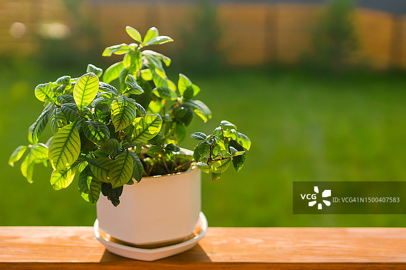 放在夏季露台背景上的盆栽栀子花图片素材