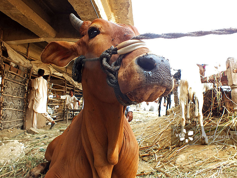 古尔邦节的牲畜市场图片素材