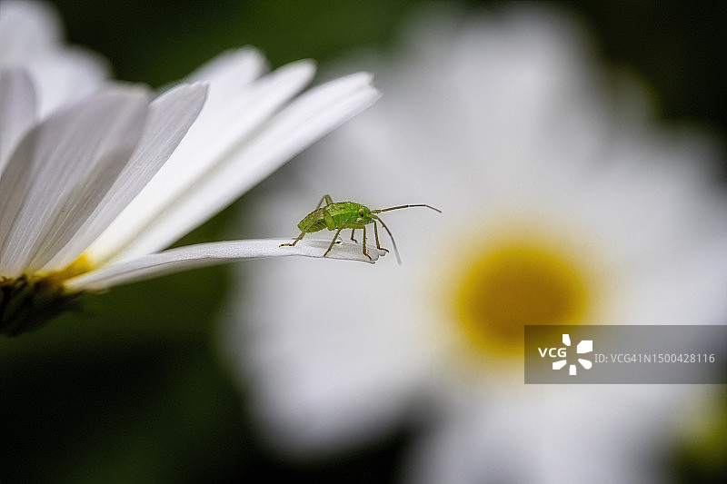 雏菊花上的蚜虫图片素材