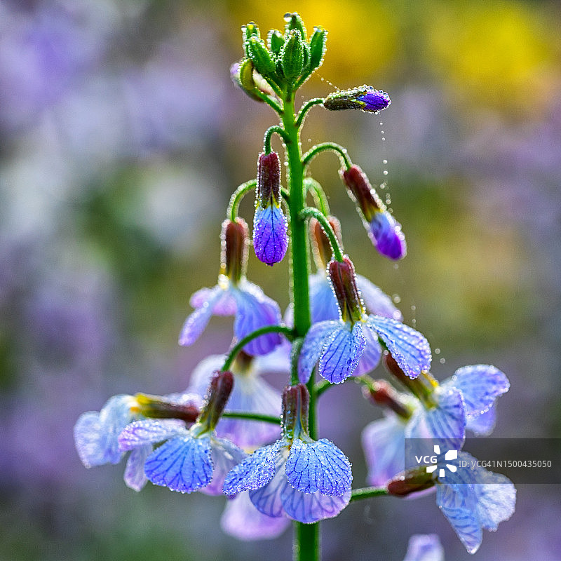 萝卜花图片素材