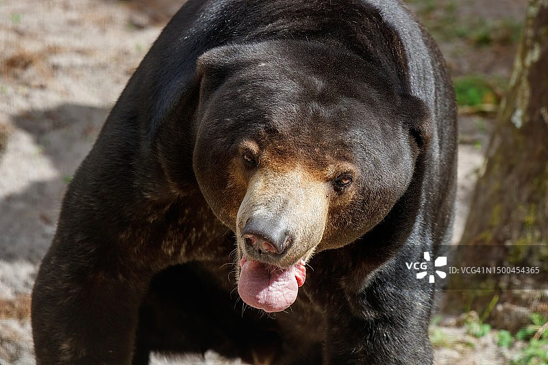马来熊图片素材