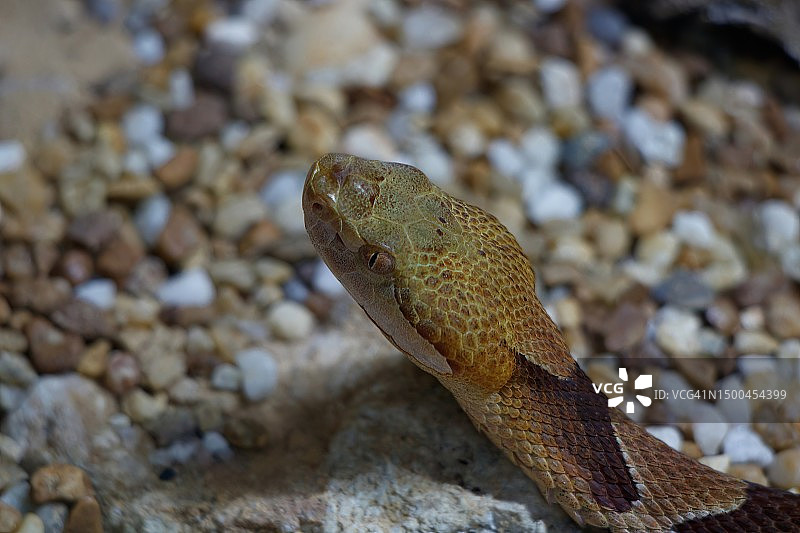 铜头蛇图片素材