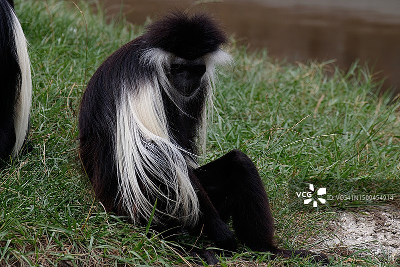 安哥拉疣猴图片素材