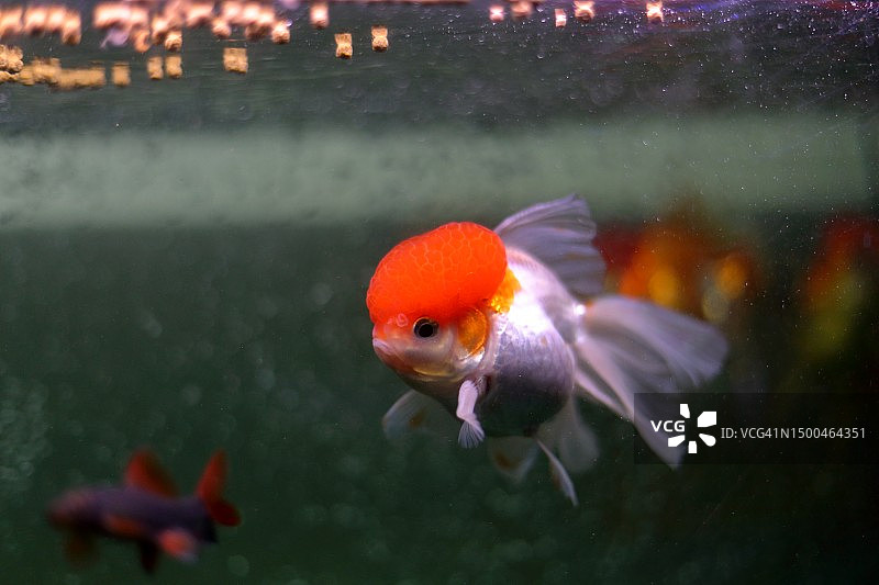 水族箱中漂浮在水面上的兰寿金鱼及其食物图片素材