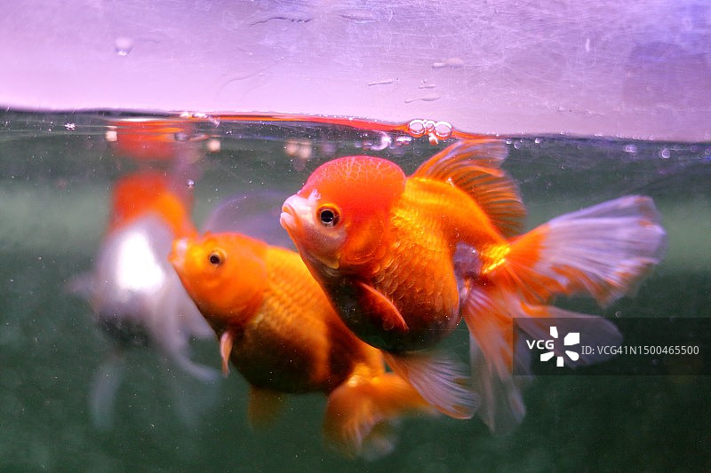 水族馆里三只淡水金鱼在吃鱼丸。图片素材