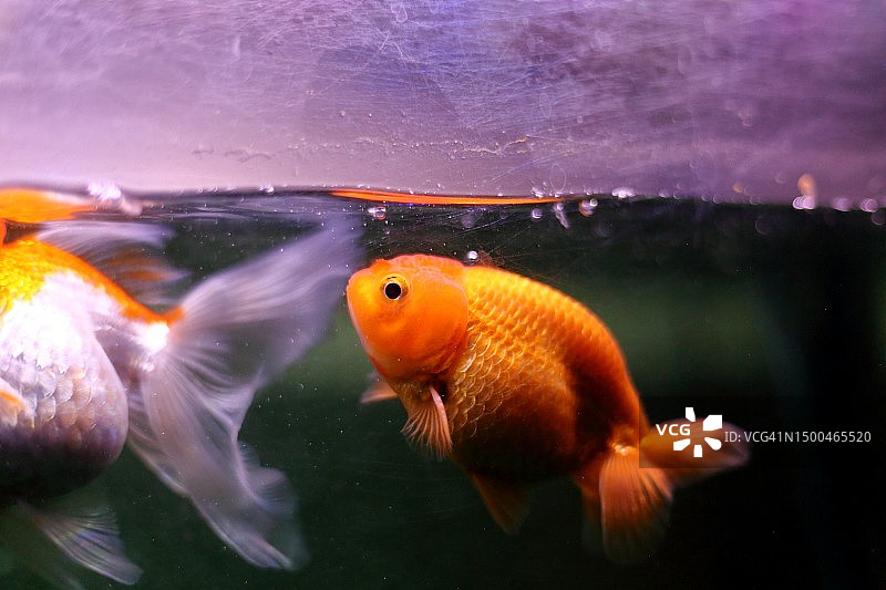 水族箱中淡水金鱼在水面附近游动的侧视图图片素材