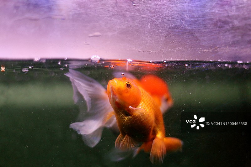 水族箱中两条淡水金鱼在水面吃鱼食图片素材