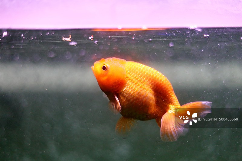 水族箱中一条淡水金鱼在水面附近吃鱼食的侧视图图片素材
