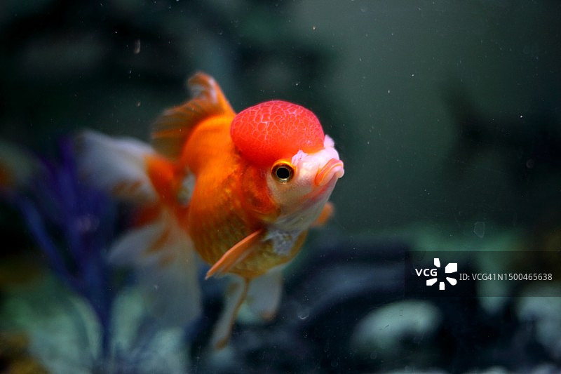 水族箱中的一只兰寿金鱼的侧面照图片素材