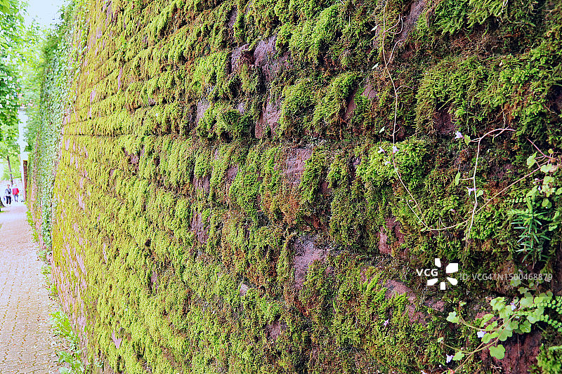 石墙上生长的苔藓图片素材