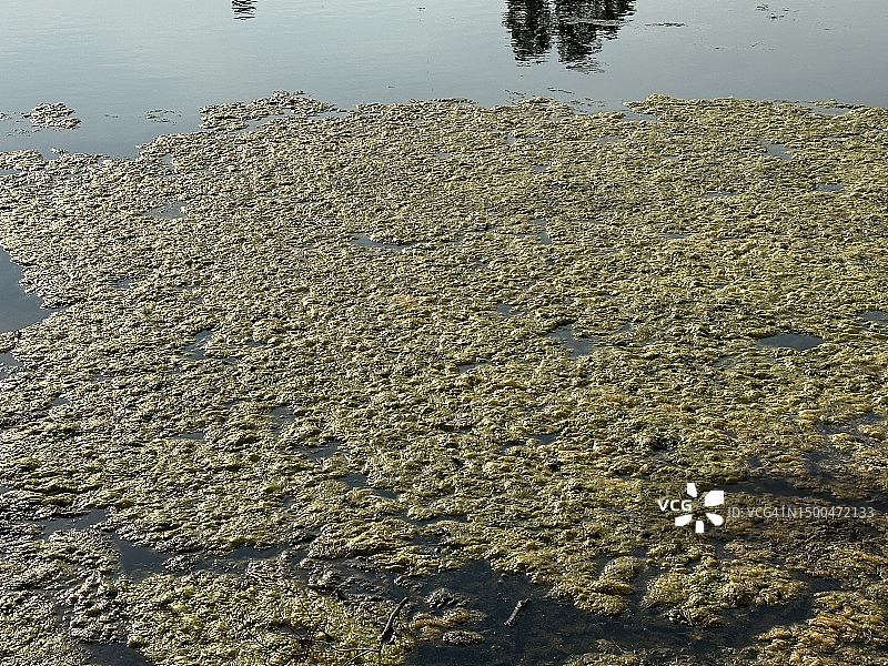 池塘水中积聚的藻类图片素材