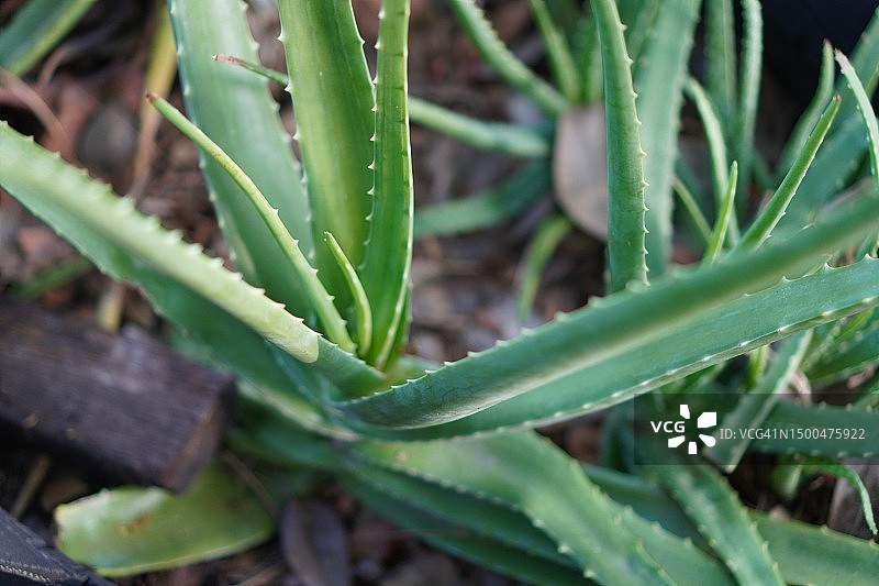 绿色芦荟叶图片素材