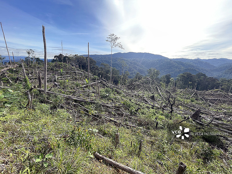 苏门答腊雨林砍伐图片素材
