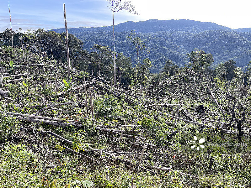 苏门答腊雨林砍伐图片素材