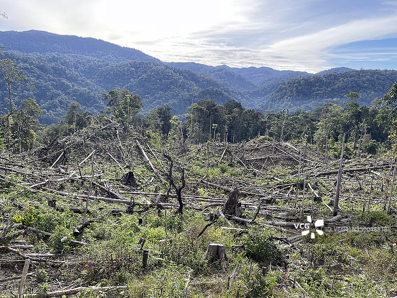 苏门答腊雨林砍伐图片素材