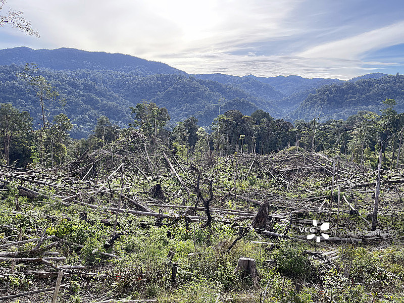 苏门答腊雨林砍伐图片素材