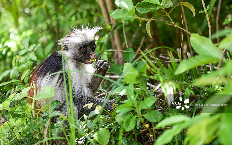 红疣猴图片素材