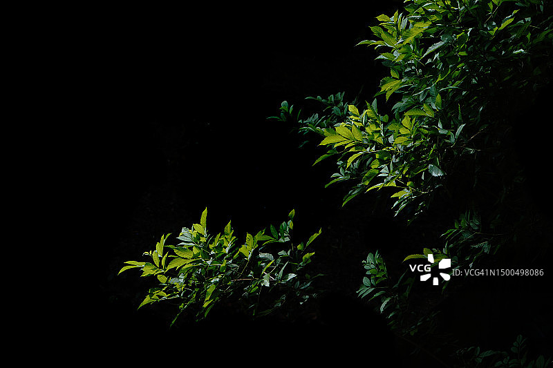 黑色背景中的阳光绿植灌木图片素材