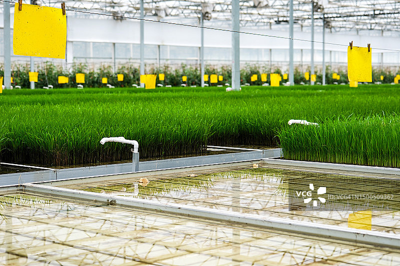 培育中的水稻秧苗，智能温室中的自动化水稻育苗基地图片素材