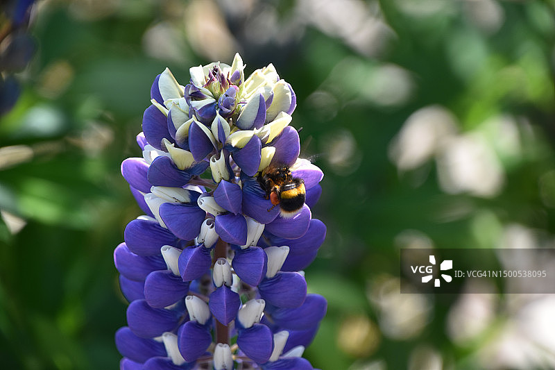 羽扇豆与蜜蜂图片素材