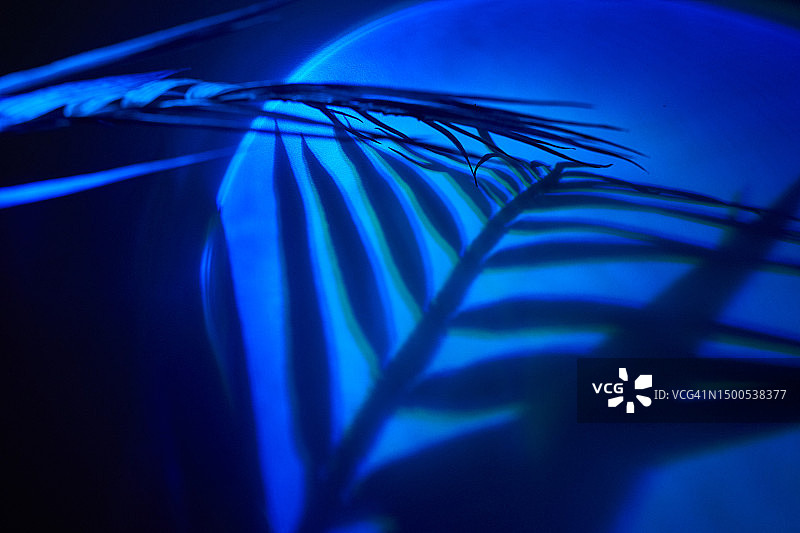 热带植物的叶子，具有不寻常蓝光的棕榈叶阴影，南方夜间迪斯科概念图片素材