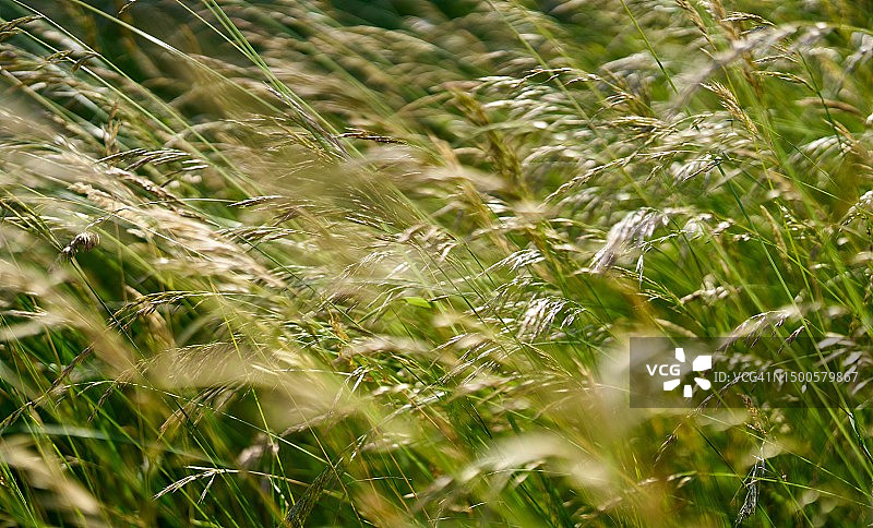 田野里被风吹过的草本植物图片素材