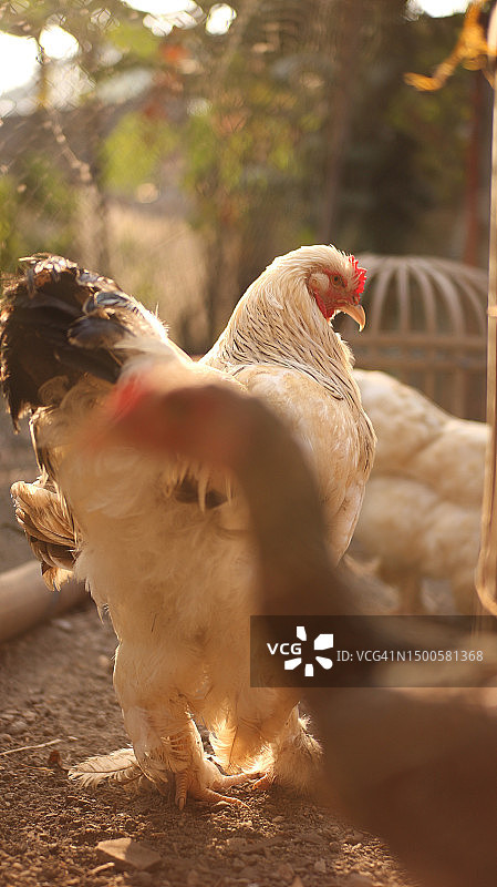 彩色鸡群中的雄伟梵天鸡图片素材