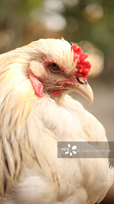 雄伟优雅的梵天鸡图片素材