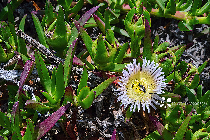 番杏花卉植物图片素材