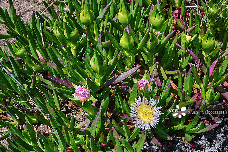 番杏花卉植物图片素材