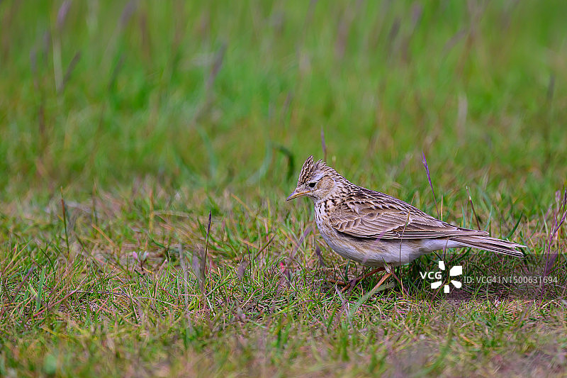 特写：栖息在草地上的云雀，英国图片素材