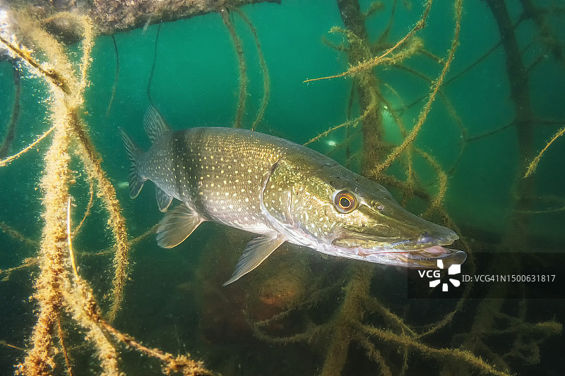 梭鱼在海中游泳的特写，捷克共和国图片素材