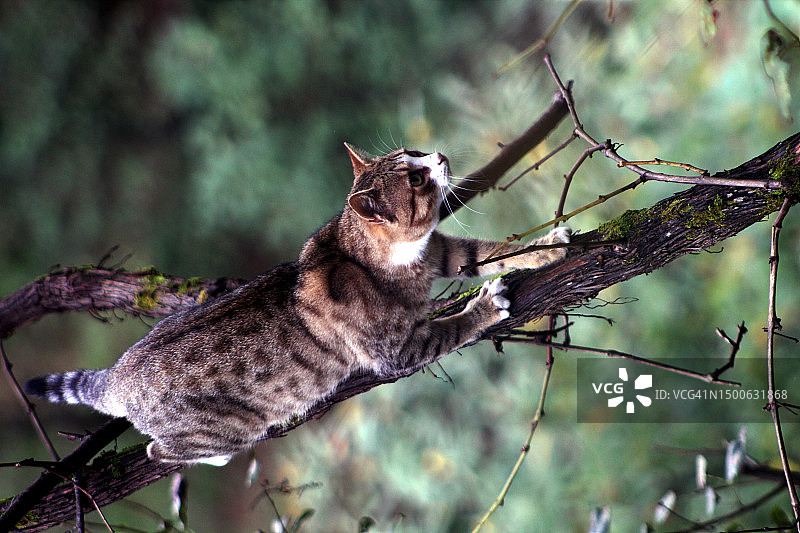 树枝上的猫咪特写，土耳其里泽图片素材