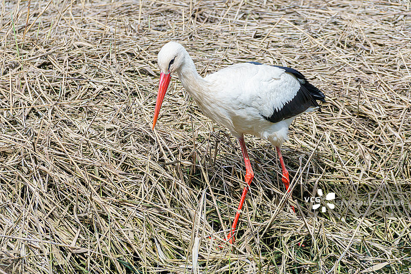 俄罗斯：田野里栖息的鹳（高角度拍摄）图片素材